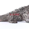 Deko Objekt Iguana 135Cm Deko & Geschenkartikel