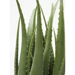 Clearance Deko Pflanze Aloe 69Cm Deko & Geschenkartikel