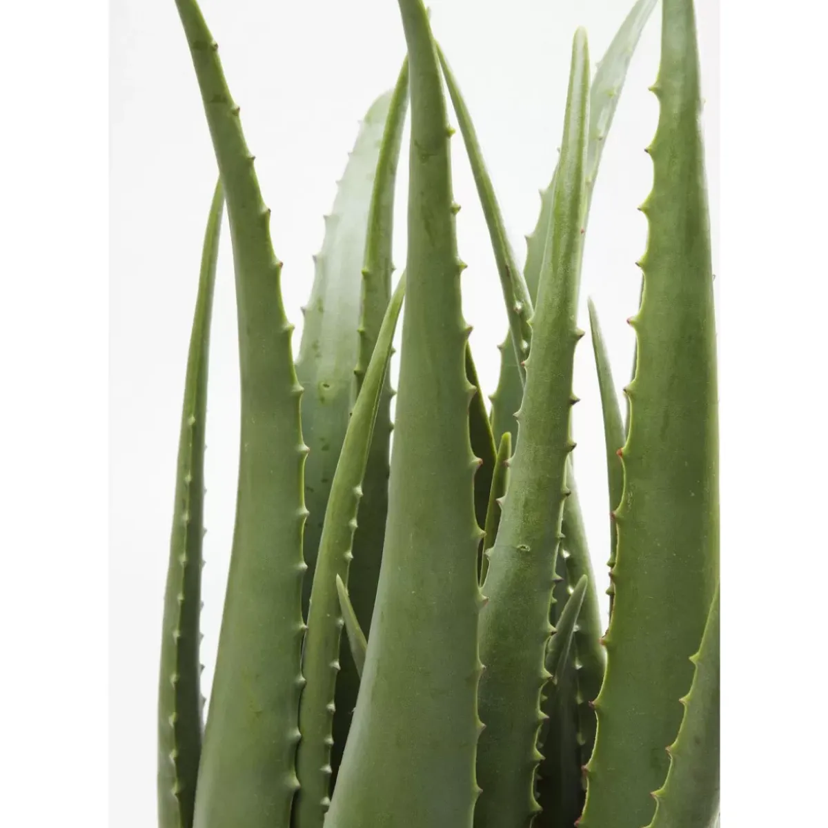 Clearance Deko Pflanze Aloe 69Cm Deko & Geschenkartikel