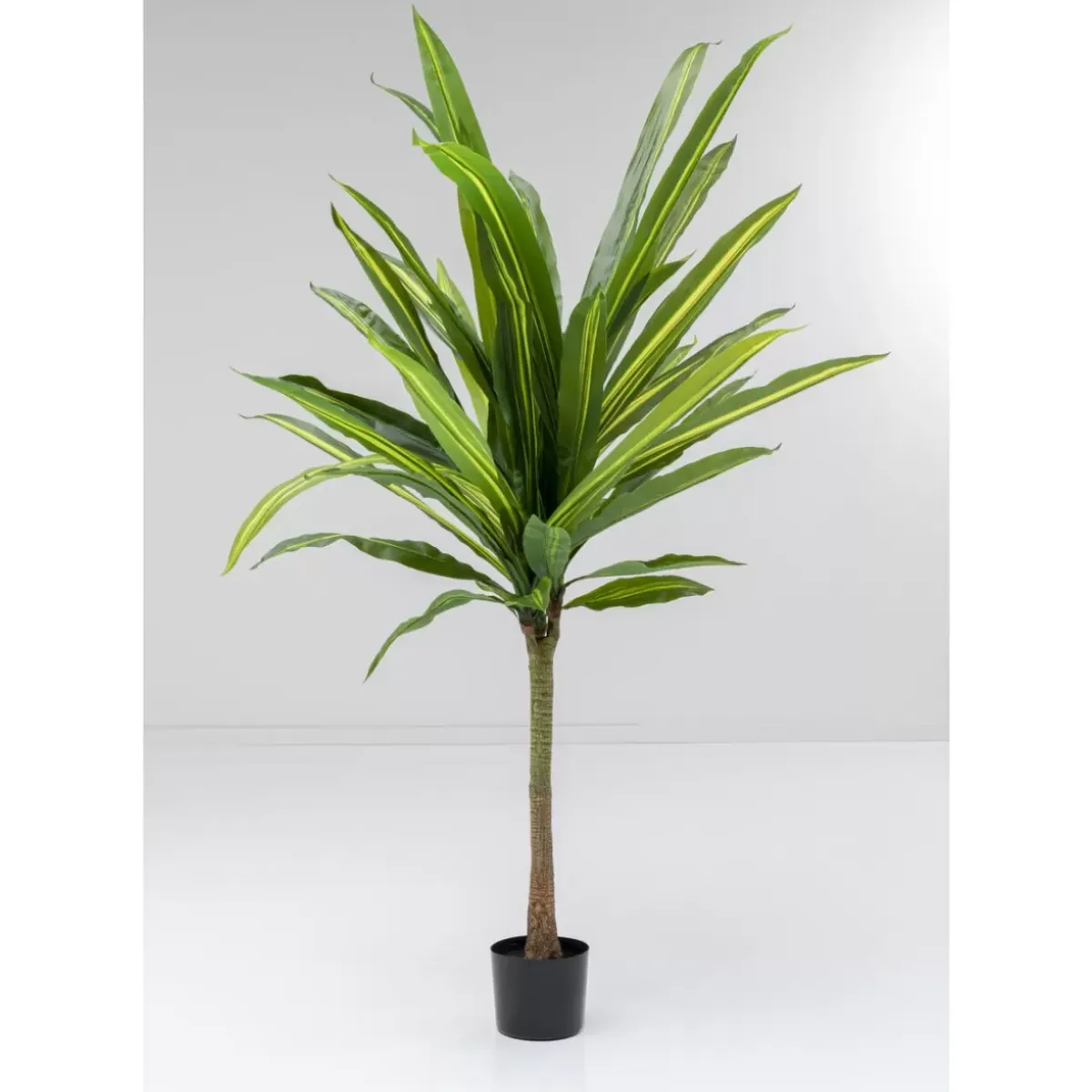 Online Deko Pflanze Dracaena Fragrans 180Cm Deko & Geschenkartikel