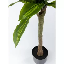 Online Deko Pflanze Dracaena Fragrans 180Cm Deko & Geschenkartikel