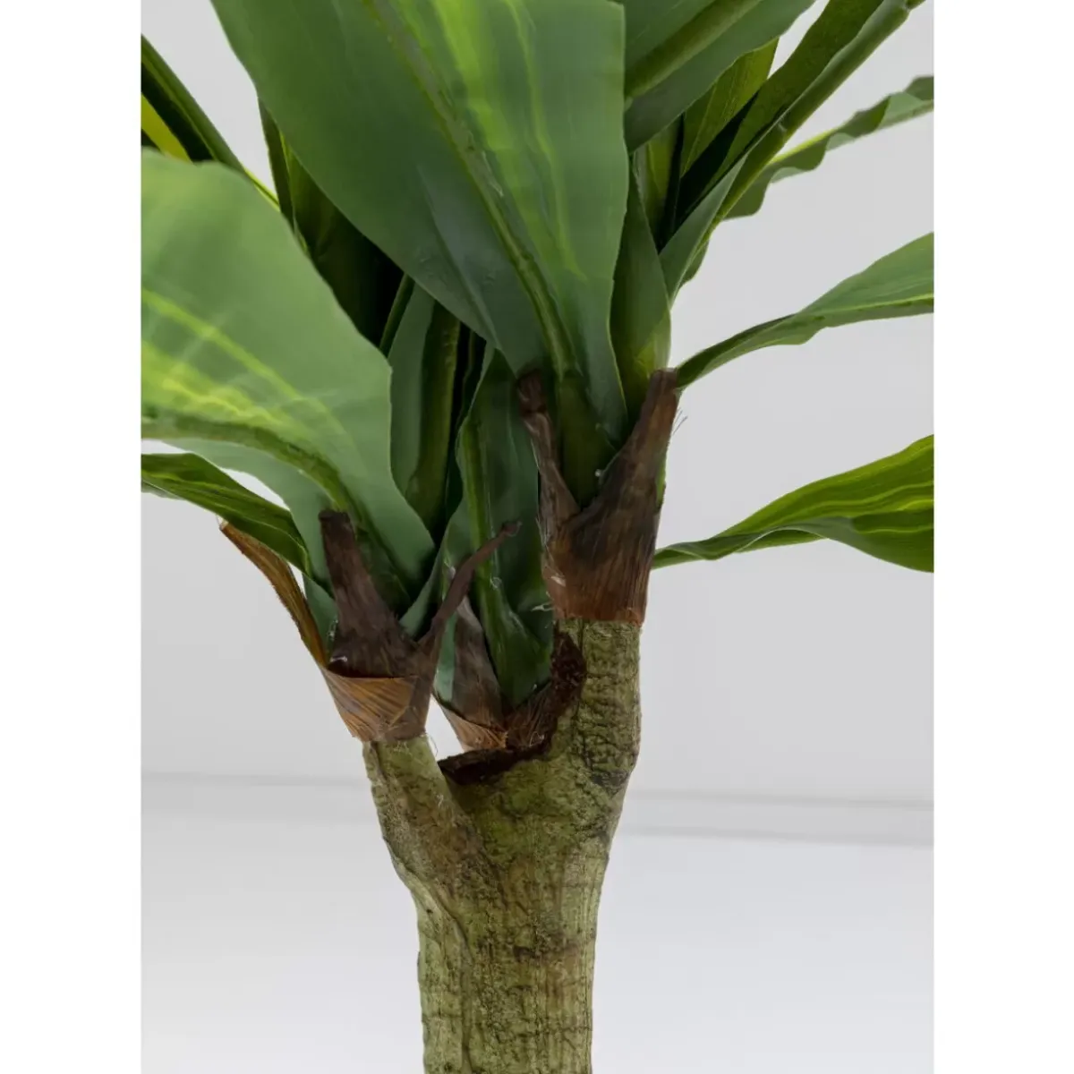 Online Deko Pflanze Dracaena Fragrans 180Cm Deko & Geschenkartikel