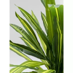 Online Deko Pflanze Dracaena Fragrans 180Cm Deko & Geschenkartikel