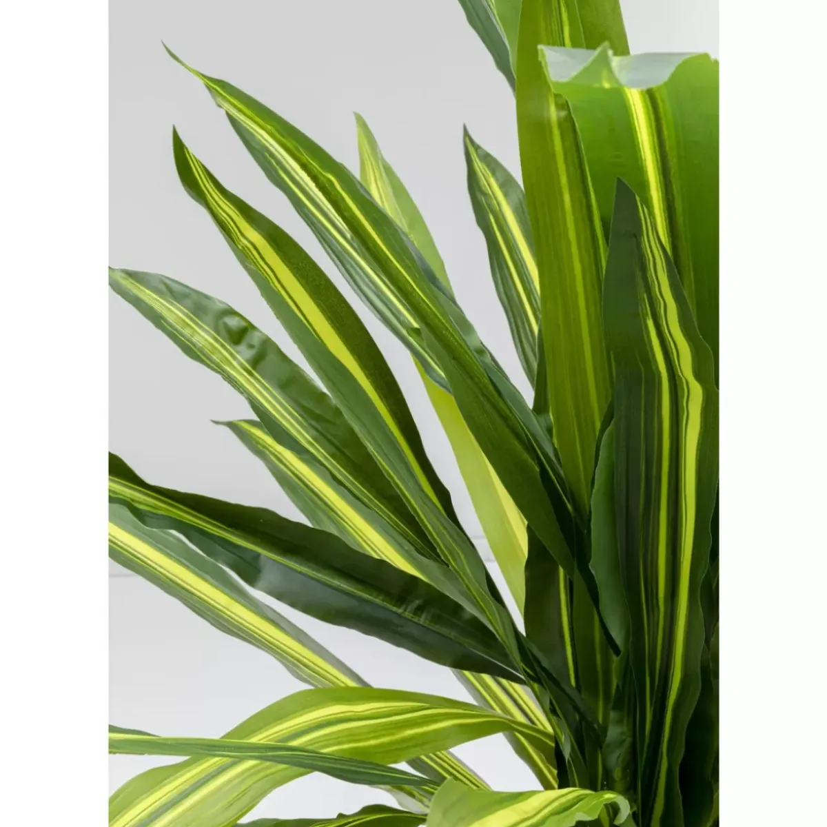 Online Deko Pflanze Dracaena Fragrans 180Cm Deko & Geschenkartikel