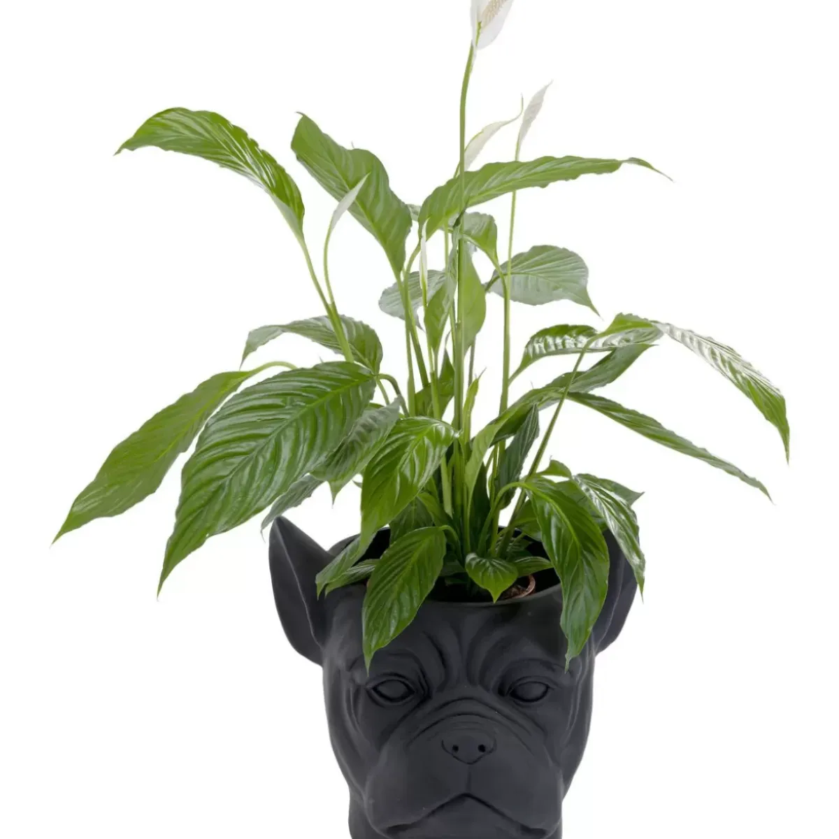 Clearance Deko Ubertopf Bulldog Schwarz Aufbewahrung & Ordnung