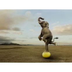 Online Glasbild Balance Elephant 150X100Cm Bilder