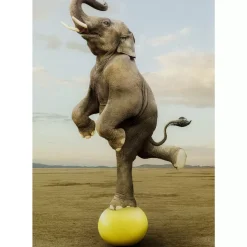 Online Glasbild Balance Elephant 150X100Cm Bilder
