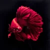Outlet Glasbild Fire Fish 100X100Cm Bilder