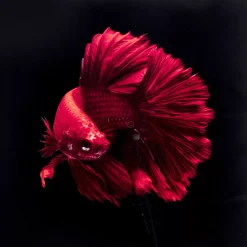 Outlet Glasbild Fire Fish 100X100Cm Bilder