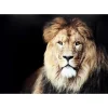 New Glasbild King Of Lion 150X100Cm Bilder