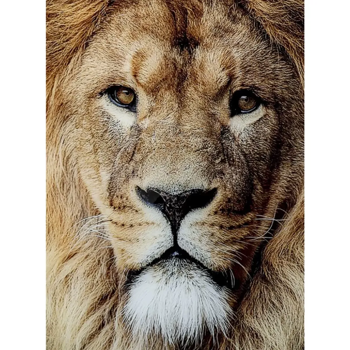 New Glasbild King Of Lion 150X100Cm Bilder