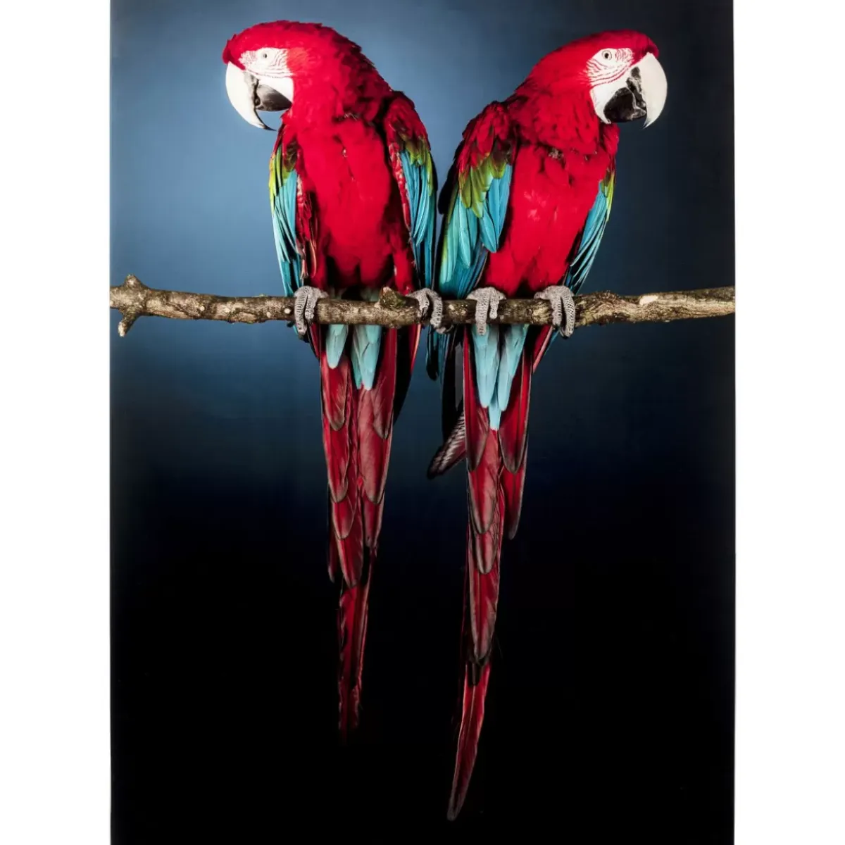 Hot Glasbild Twin Parrot 80X120Cm Bilder