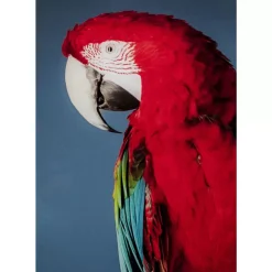 Hot Glasbild Twin Parrot 80X120Cm Bilder