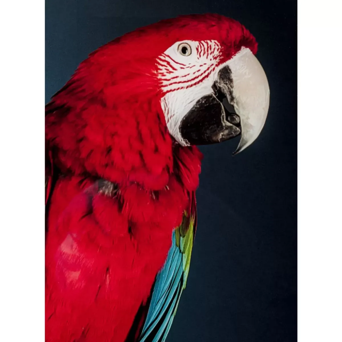 Hot Glasbild Twin Parrot 80X120Cm Bilder
