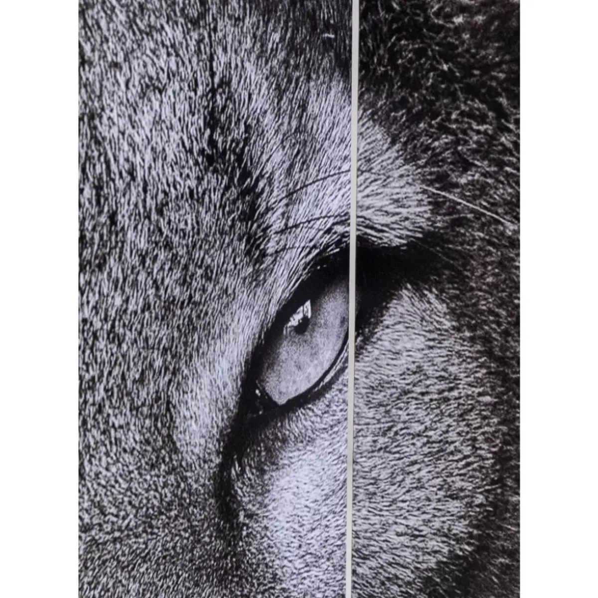 Best Paravent King Lion Vs Cat Girl 120X180Cm Paravents
