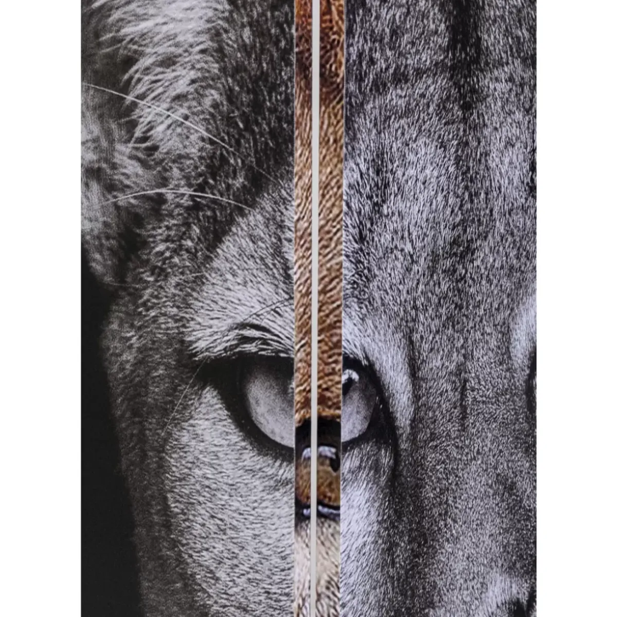 Best Paravent King Lion Vs Cat Girl 120X180Cm Paravents